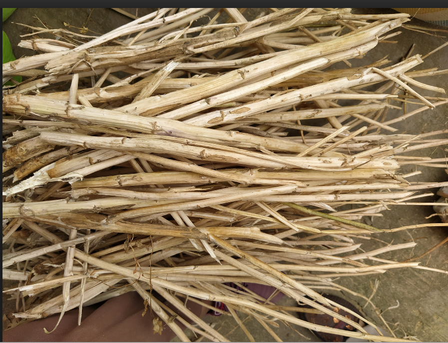 China's canola straw 250 gr 2 yuan per dollar 