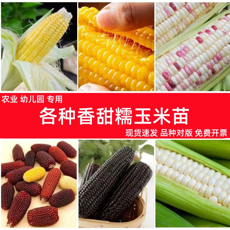 ☕️揭秘咖啡豆树种植日记！从种子到浓郁香醇的开始...