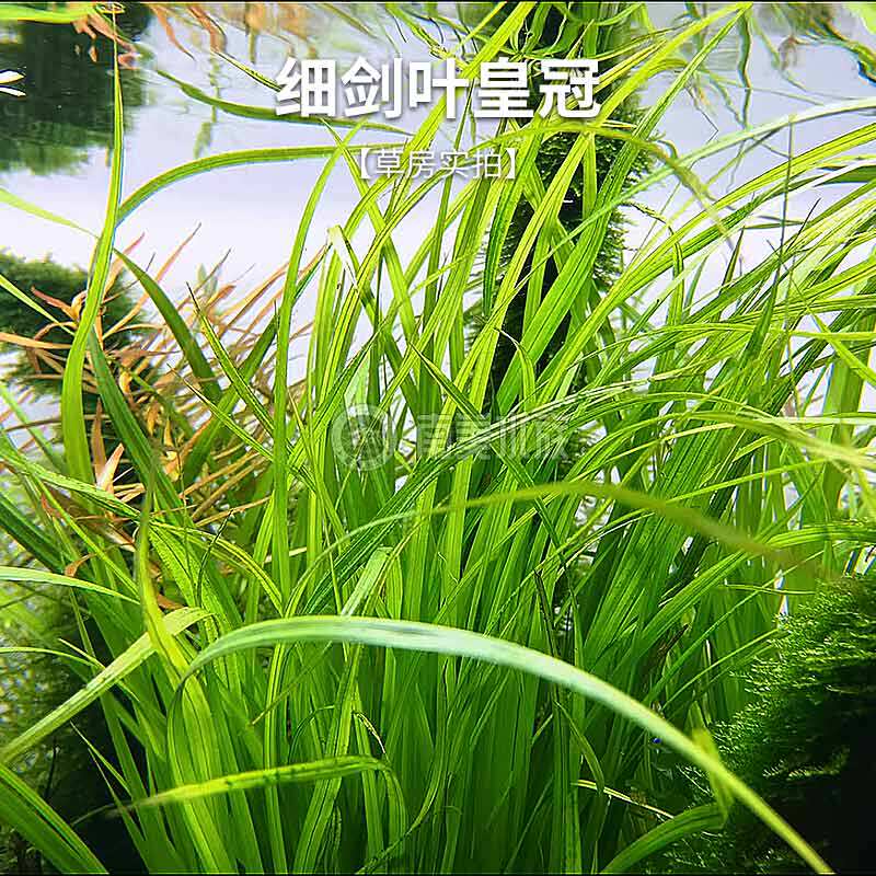 泰国水剑细叶水兰皇冠后景水草:打造梦幻溪流缸的必备神器!-水草-淘宝好物网