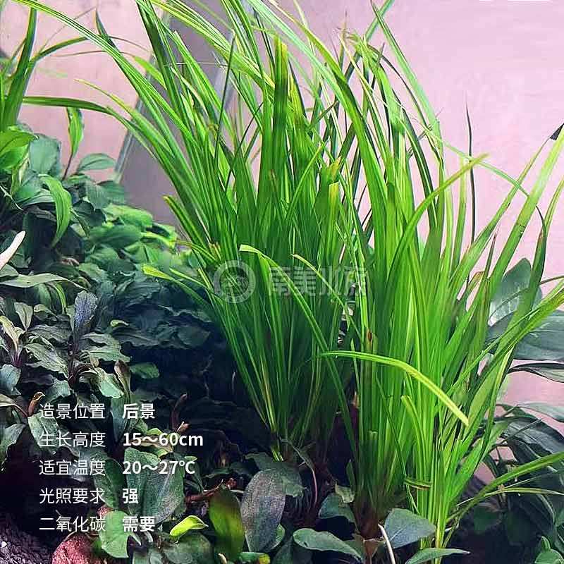 泰国水剑细叶水兰皇冠后景水草:打造梦幻溪流缸的必备神器!-水草-淘宝好物网