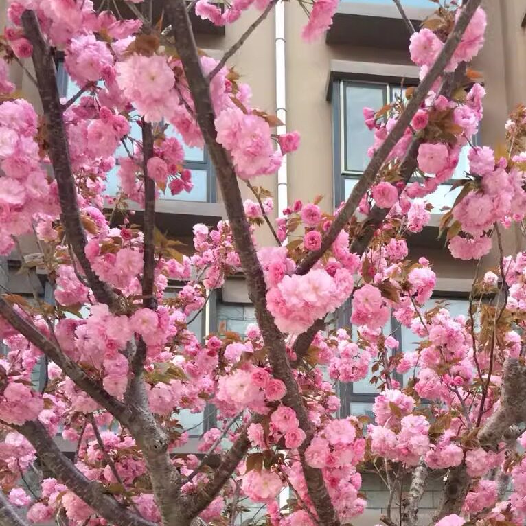 花期如梦精品店