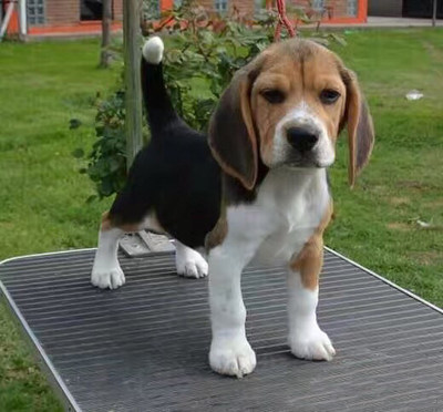 Beagles Live Puppies Purebred Beagle Dog Pet Dog Pet Domestic
