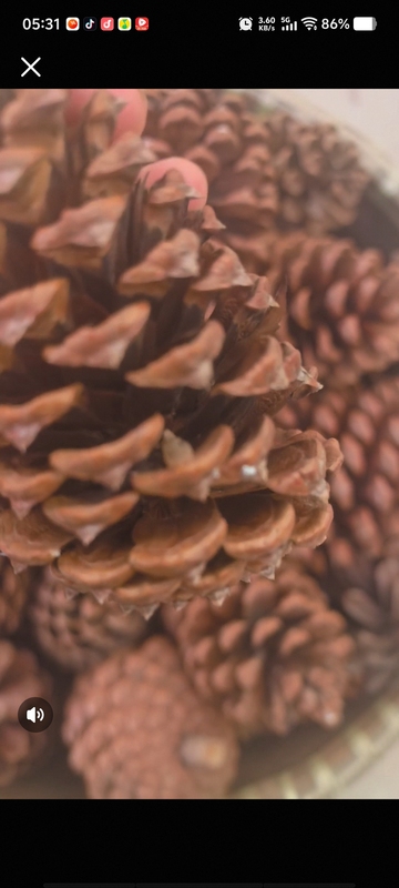 Rare Pinecone Collectibles, Hand-Picked from America's Virgin Forests, Approximately 14 cm in Diameter, Set of Five
