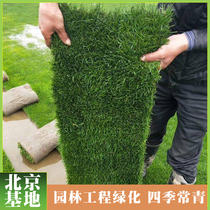 Green turf real lawn with soil villa garden four-season green green grass Taiwan grass Manila engineering turf