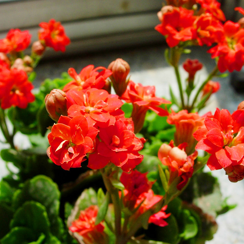 小花朵绿植园艺中心