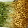 (Ginseng garden)Northeast specialty dry mountain ginseng Dry product Small ginseng with leaves Wild mountain ginseng Forest ginseng