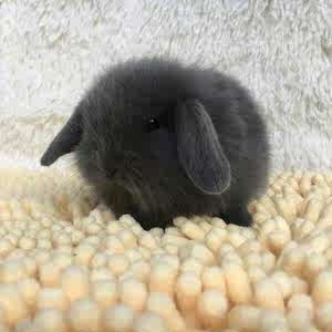 侏儒兔海棠兔活体荷兰侏儒兔海棠侏儒兔