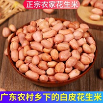 Guangdong White Leather Peanut Rice Farm Large Grain Fresh Four Grain Red Pink Red Coat Peanut bulk Peanut Rind Raws new stock