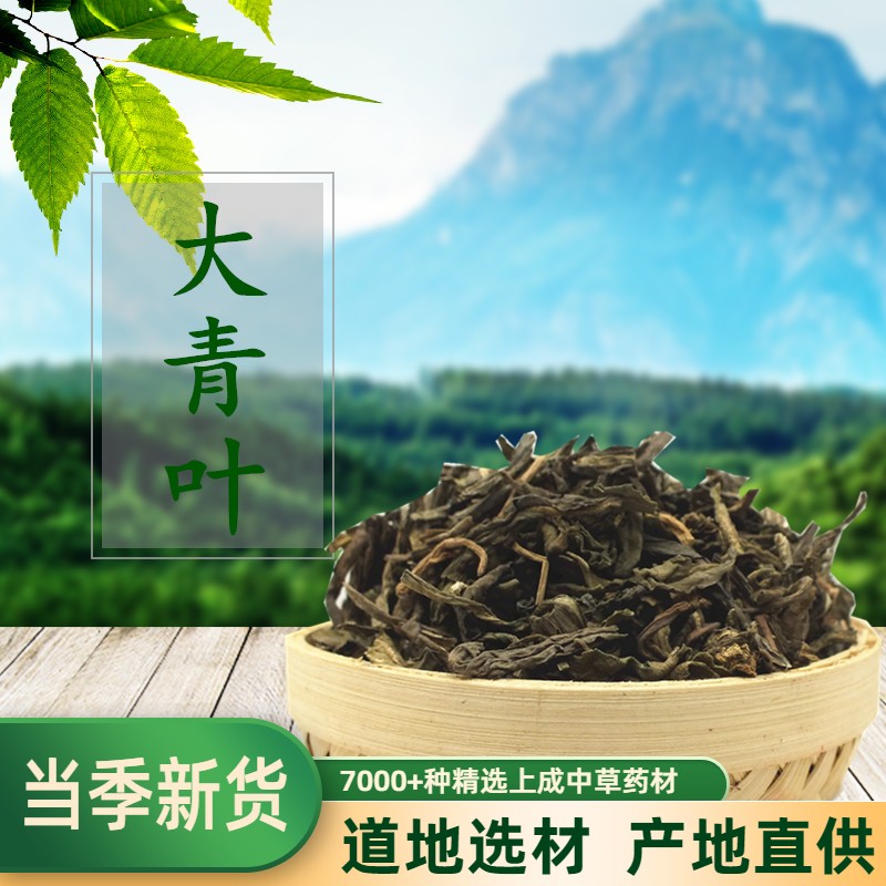 Chinese medicine material of large blue leaf blue root leaf 500g