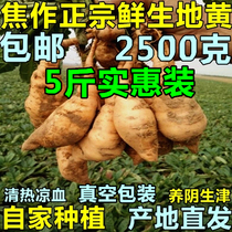 Fresh Dihuang Fresh Dihuang seed Medullary wild fresh authentic Huai Dihuang root authentic Jiaozuo specialty of Henan Province