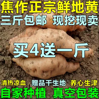 Fresh raw Rehmannia Radix Rehmannia Radix Rehmannia Rehmannia Rehmannia Seed Rehmannia Rehmannia Seed Rehmannia Root Plant 500g