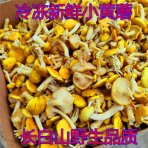 Changbai Mountain wild yellow mushroom Frozen 2kg chicken stewed mushroom pine butter mushroom soup fried