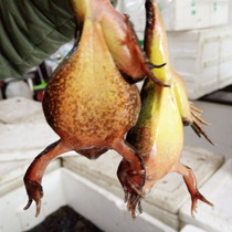 Changbai Mountain Snow Clam Fresh Field Chicken Forest Frog Large Whole Mother Full Seed Full of Oil 500g Except for Remote