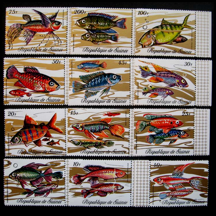 Stamps * Guinea 1971 ornamental fish 12 New all-band side * printed fine catalogue 18 USD OP2023 *XP