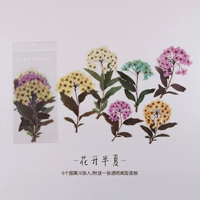 Blossom Pinellia-6 листы