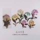 Blossom Pinellia-6 листы