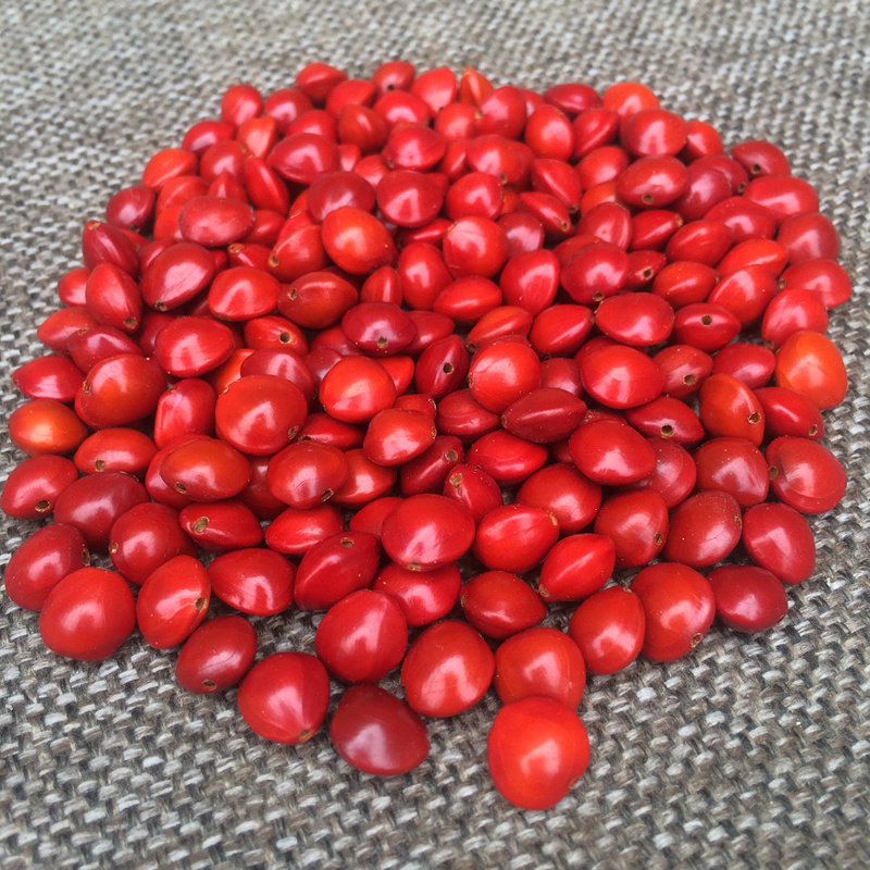 Natural red bean Bodhi original seed Acacia bean sea red bean hand string hand chain loose beads on Jin Jin red bean beads a punch