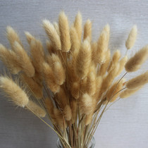 Rabbit tail grass pastoral interior decoration Living room decoration dried flower bouquet Dog tail grass hay shooting props