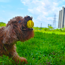 Doug dog toy elastic rubber solid ball resistant to bite grinding teeth