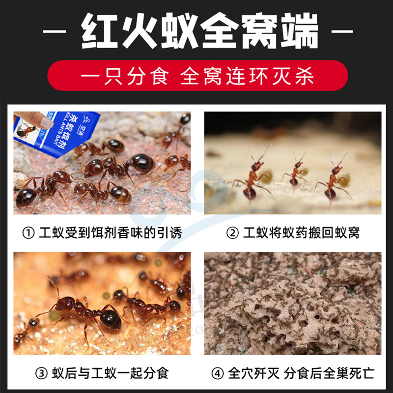 红火蚁药户外灭红蚂蚁药花盆植物室外用菜地杀蚁饵剂小红火蚁克星