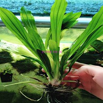 Fish tank landscaping living real water plants Uruguay grass into the tank into the scene is easy to feed the audience water plants full of 38 yuan oh