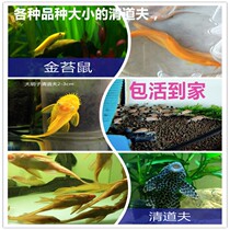 Scavenger fish Small moss rat Algae removal tool fish Freshwater fish Garbage fish Ornamental fish Tropical fish Live pet