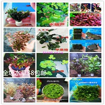 Fish tank landscaping Living real water plant green chrysanthemum green feather money red Pomus water Banyan water plant Buy five get one free