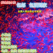 Aquarium fish Live feed fish Koi live grass goldfish wheat ear fish White grass golden carp Arowana parrot feed cold water