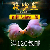 Kissing fish Kissing fish Colorful kissing fish Peach blossom fish Kissing mouth fish Fragrant kissing fish Tropical fish Ornamental fish Live fish Live fish Live fish Live fish Live fish Live fish Live fish Live Fish Live Fish Live Fish Live Fish Live Fish Live Fish Live Fish Live Fish Live Fish