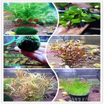 Fish tank landscaping Living real water plants Lazy water plants into the tank into the bottom of the direct sink easy to feed all kinds of grass 38