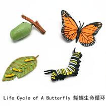 Simulation animal model toy butterfly cycle childrens baby puzzle early education Enlightenment kindergarten teaching aids
