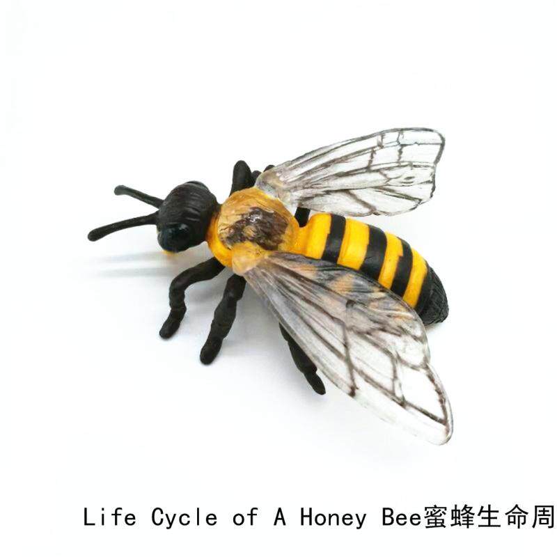 Simulation animal model toy bee growth cycle children's early education puzzle enlightenment kindergarten teaching aids boutique