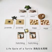 Simulation animal model tortoise life cycle childrens early education puzzle Mengshi kindergarten play teaching aids send three cards