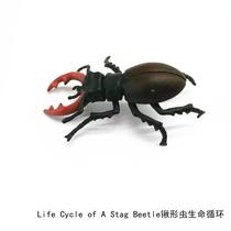 Simulation animal model toy stag worm antler life cycle Children Baby early education Montesori kindergarten teaching aids