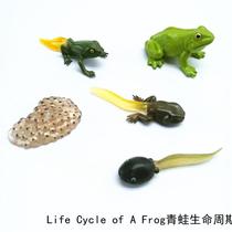 Simulation animal model toy frog cycle childrens baby puzzle early education Enlightenment kindergarten teaching aids