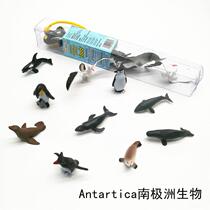 Simulation animal model toy Antarctica children baby early education puzzle Enlightenment kindergarten teaching aids albatross