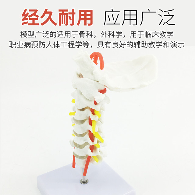 1 to 1 spinal model human skeleton model cervical vertebrae vascular thoracic nerve lumbar disc medical teaching