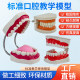 Oral Model Mannequin Huanghe Teaching