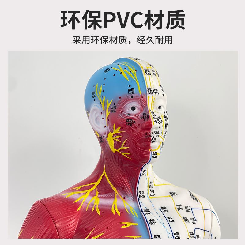 中医鍼灸学、婦人学 中医爱好者的福音！60 85CM中医针灸穴位人体模型，学习针灸的必