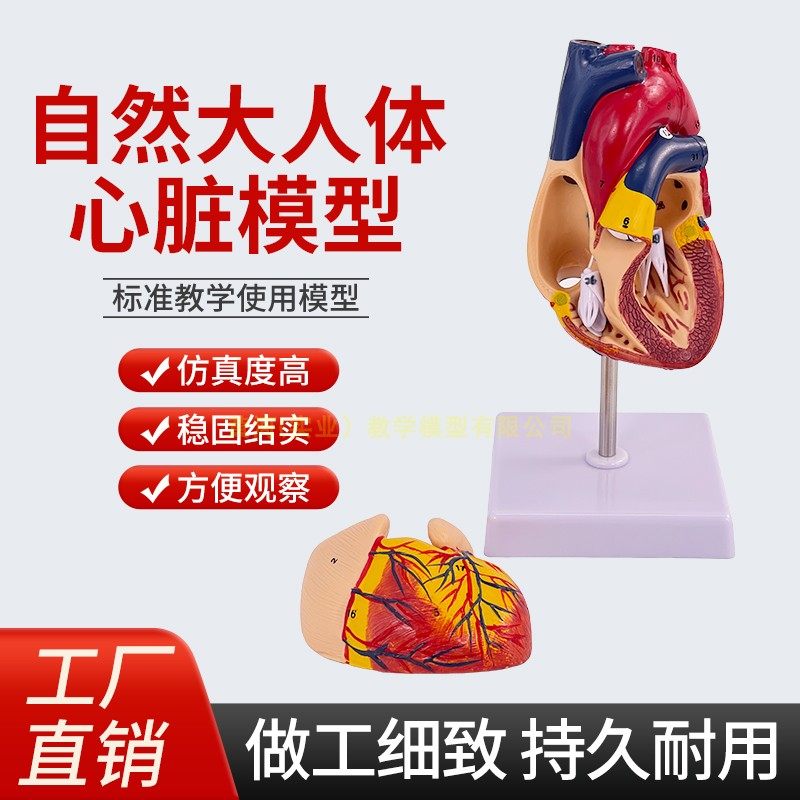1:1人体心脏模型B超彩超声医用心内科心脏解剖教学模型自然大心脏