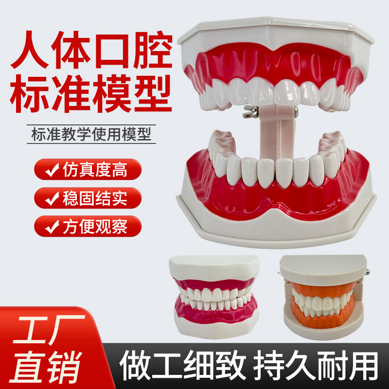口腔保健护理牙齿模型 幼儿园教具 儿童刷牙玩具牙齿牙科演示构造