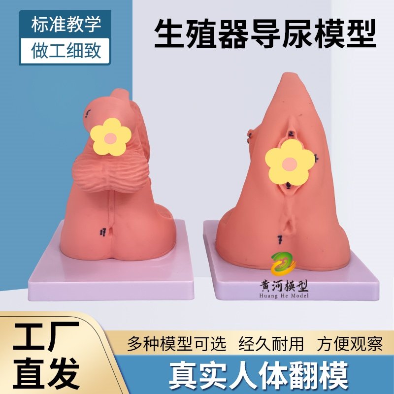 简易导尿训练演示练习 女性内外生殖器解剖 男性泌尿系统教学模型