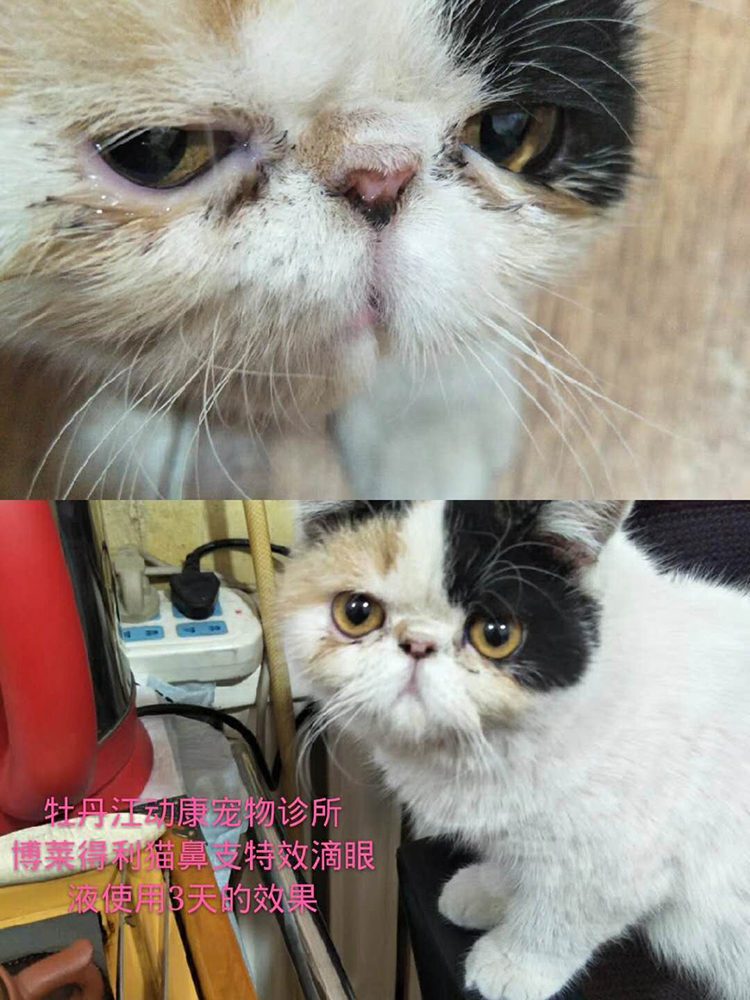 Blairley mũi mèo có tác dụng đặc biệt thuốc nhỏ mắt thú cưng mèo herpes virus thuốc nhỏ mắt - Cat / Dog Beauty & Cleaning Supplies 	lược chải lông cho thỏ	