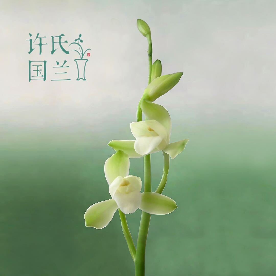 许氏国兰 顺德陈村兰花资材经营部的LOGO