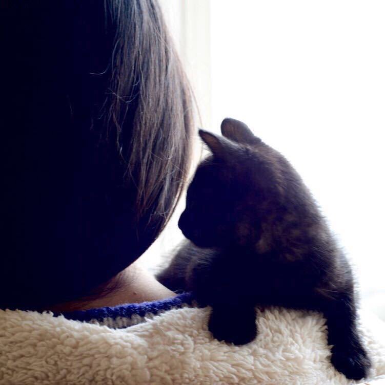 木笛猫
