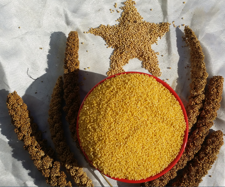 Home Seed Valley Now Hulk shell yellow millet Five cereals Cereals Yellow Millet millet Small rice porridge Yuko Xiaomi 250g