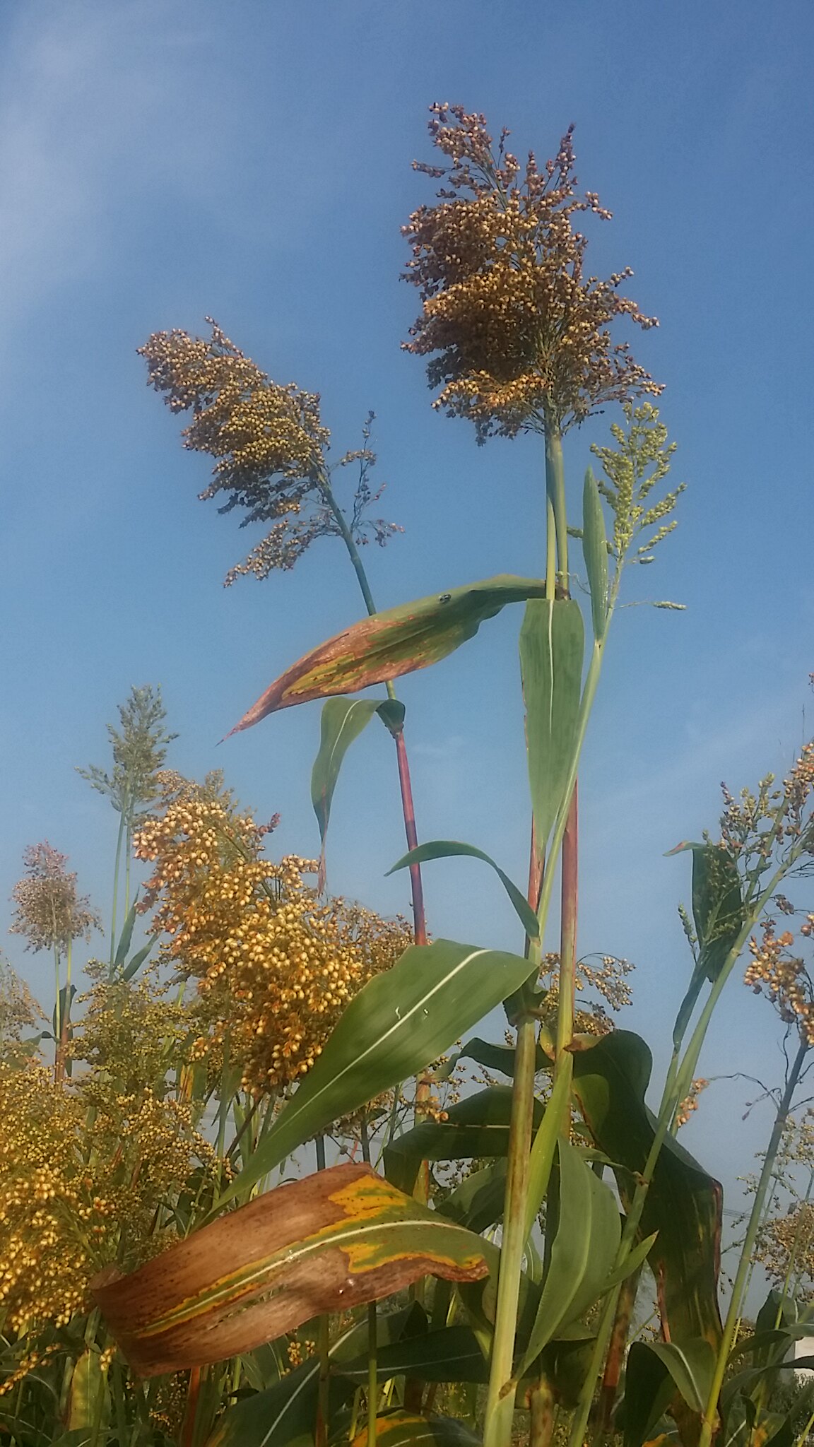 Make movies and TV Decorate with red sorghum Decorate with real dry flowers Red sorghum ears Ornamental red sorghum head stem A branch