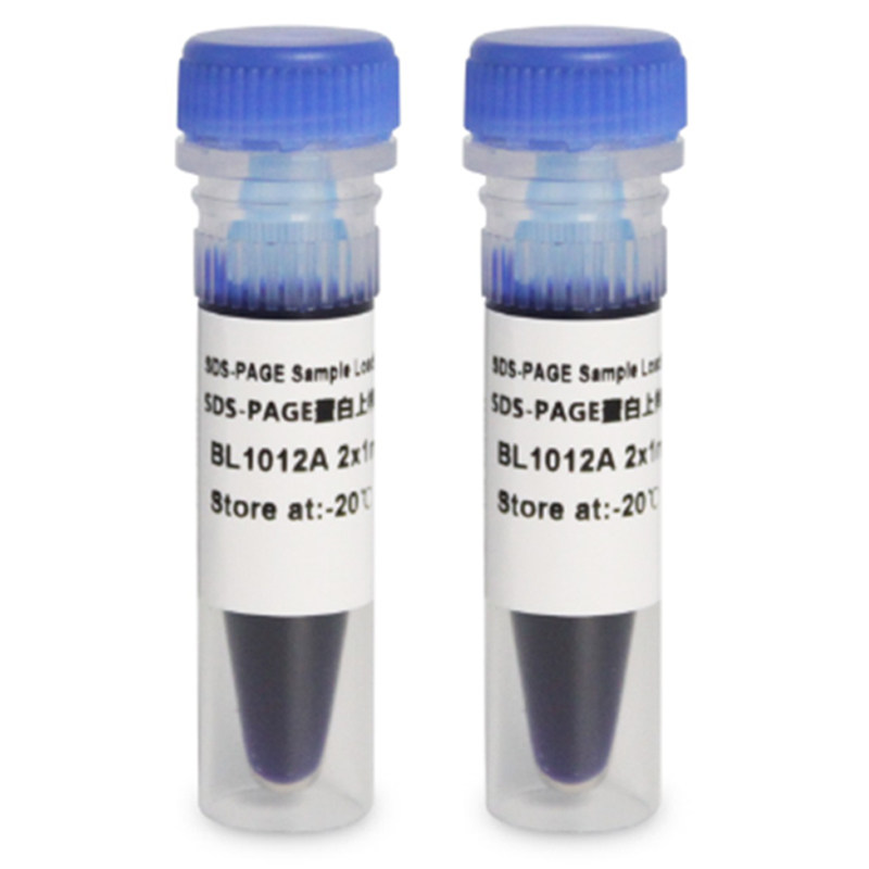 白鲨Biosharp BL1012A SDS-PAGE蛋白上样缓冲液（6X）含还原剂DTT