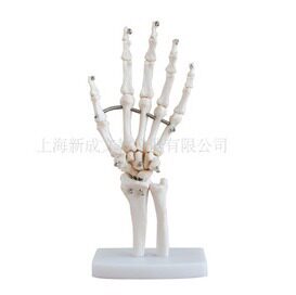 自然大手关节模型/人体骨骼解剖模型/正常比例