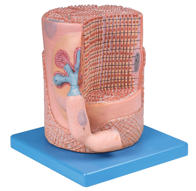 横纹肌纤维与运动终板放大模型A18003/解剖模型